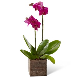 Potted Phalaenopsis Orchid from Parkway Florist in Pittsburgh PA
